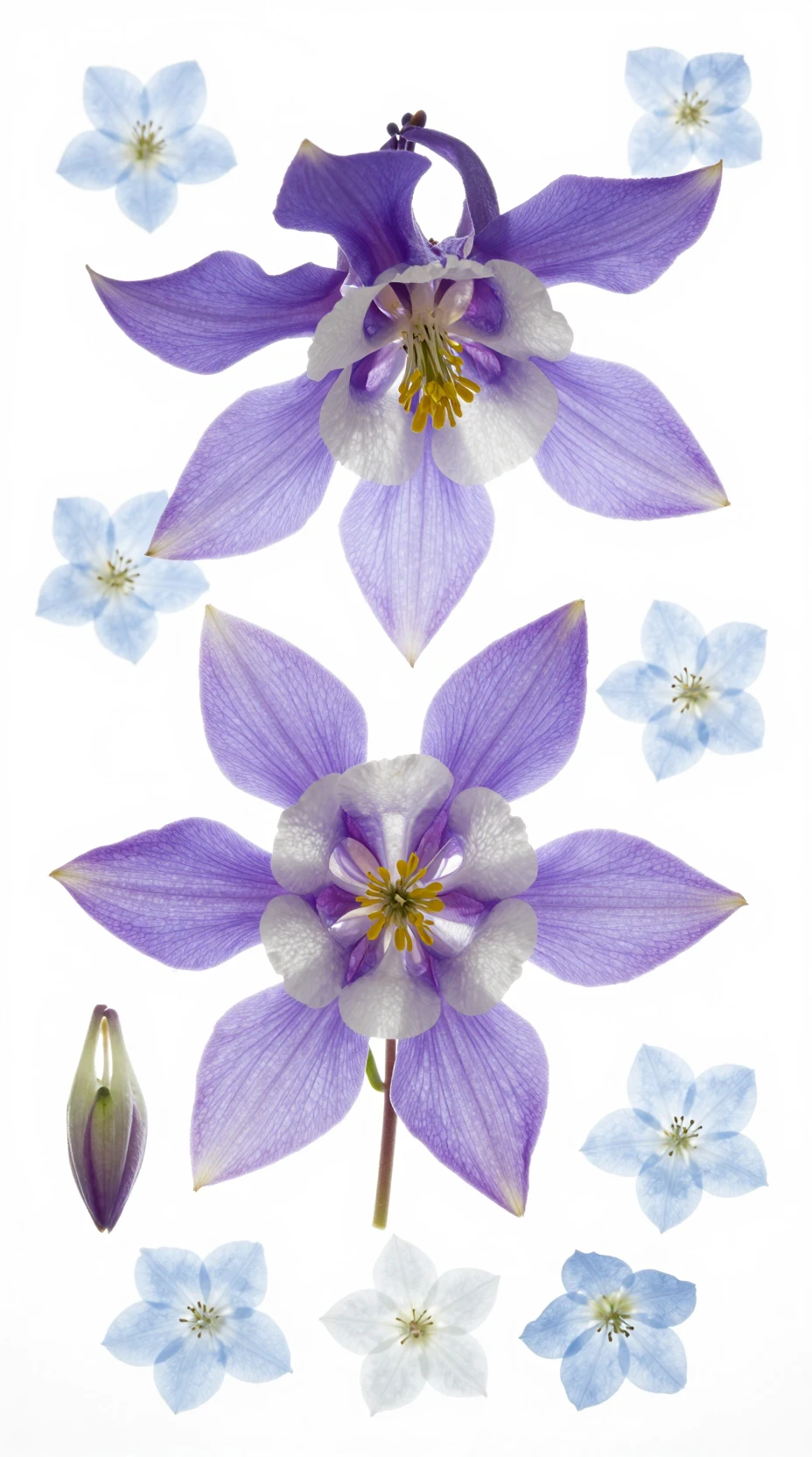 Flores de aguileña a contraluz en un flat lay botánico etéreo