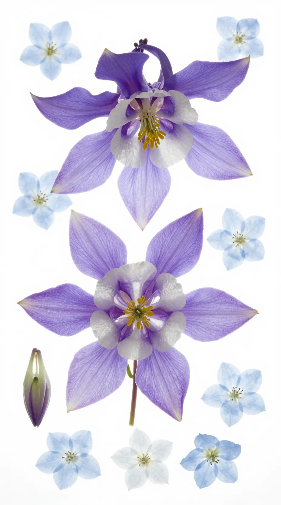 Flores de aguileña a contraluz en un flat lay botánico etéreo