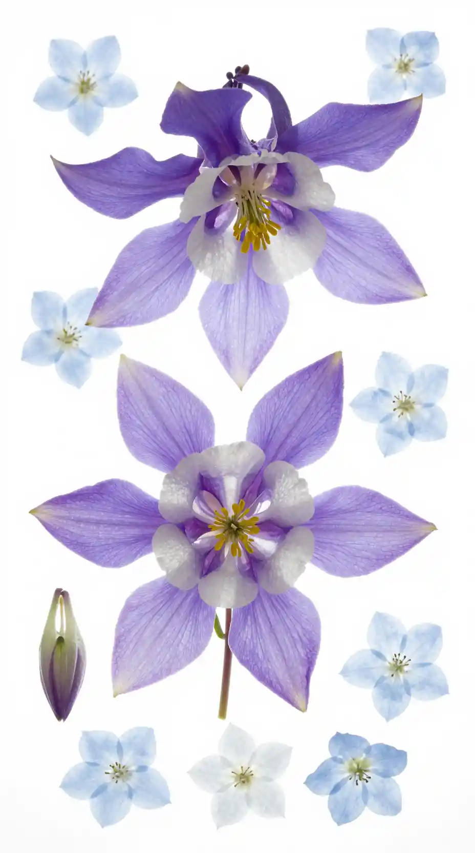 Gegenlicht-Akeleiblüten im luftigen botanischen Flatlay