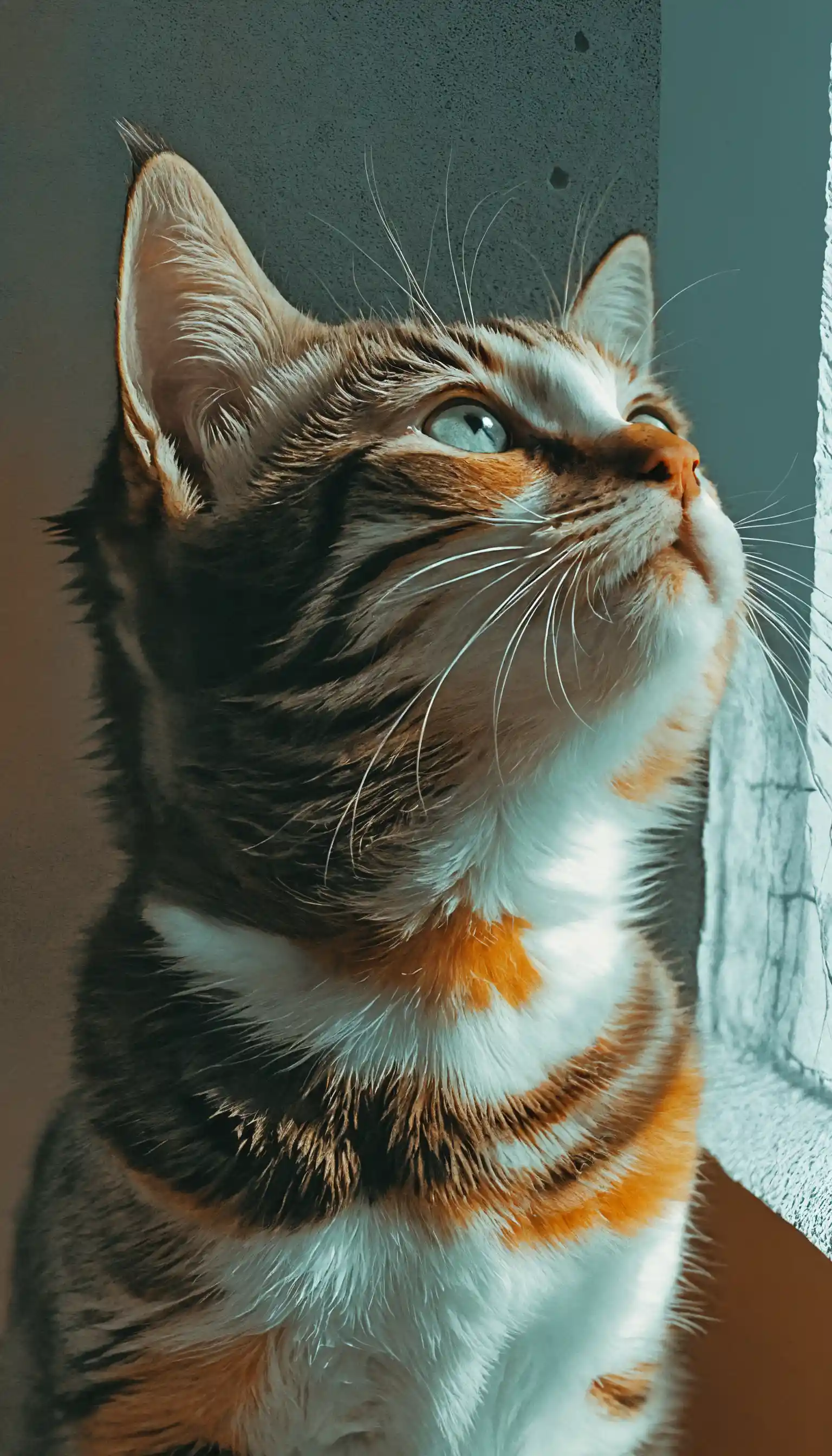 Monochrome portrait of a grey tabby kitten gazing into distance