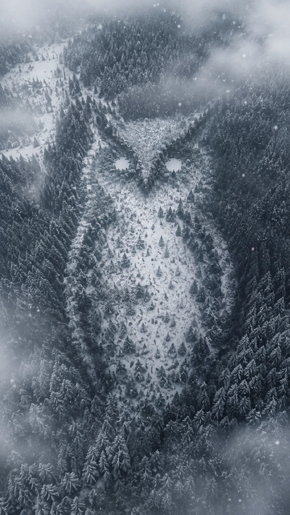 Aerial winter forest forming a subtle owl like silhouette