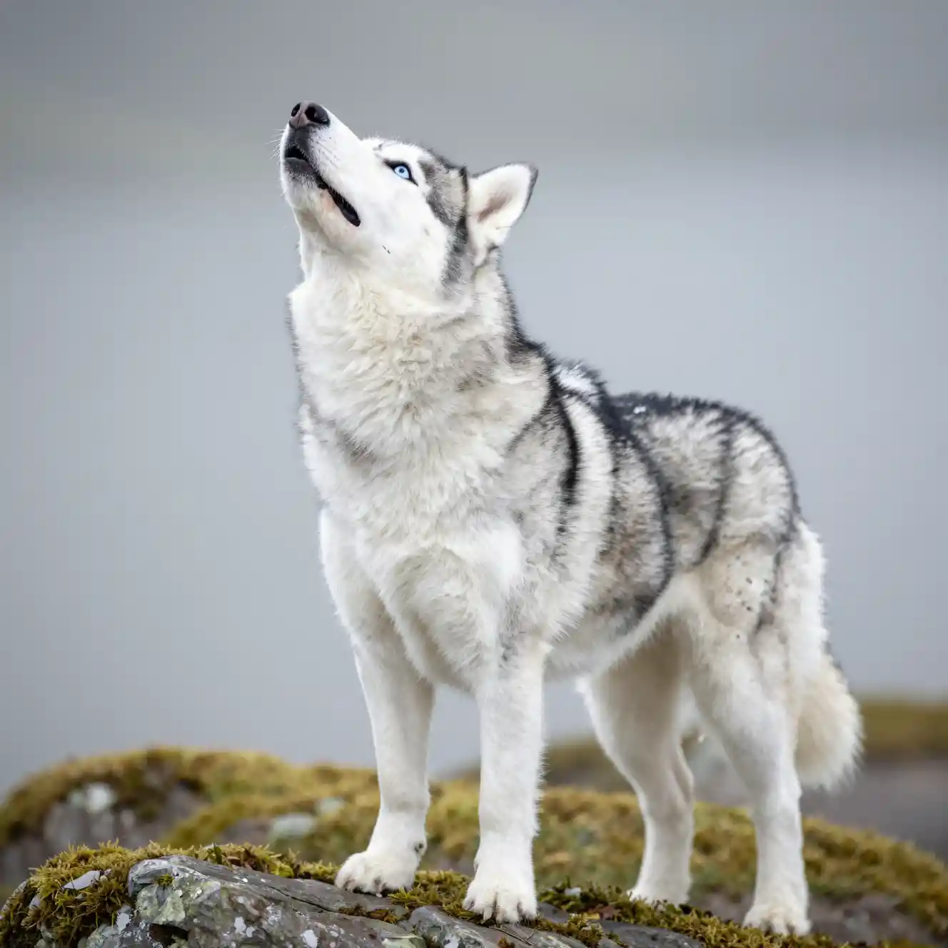 Husky siberiano che ulula su una roccia ricoperta di muschio all'aperto