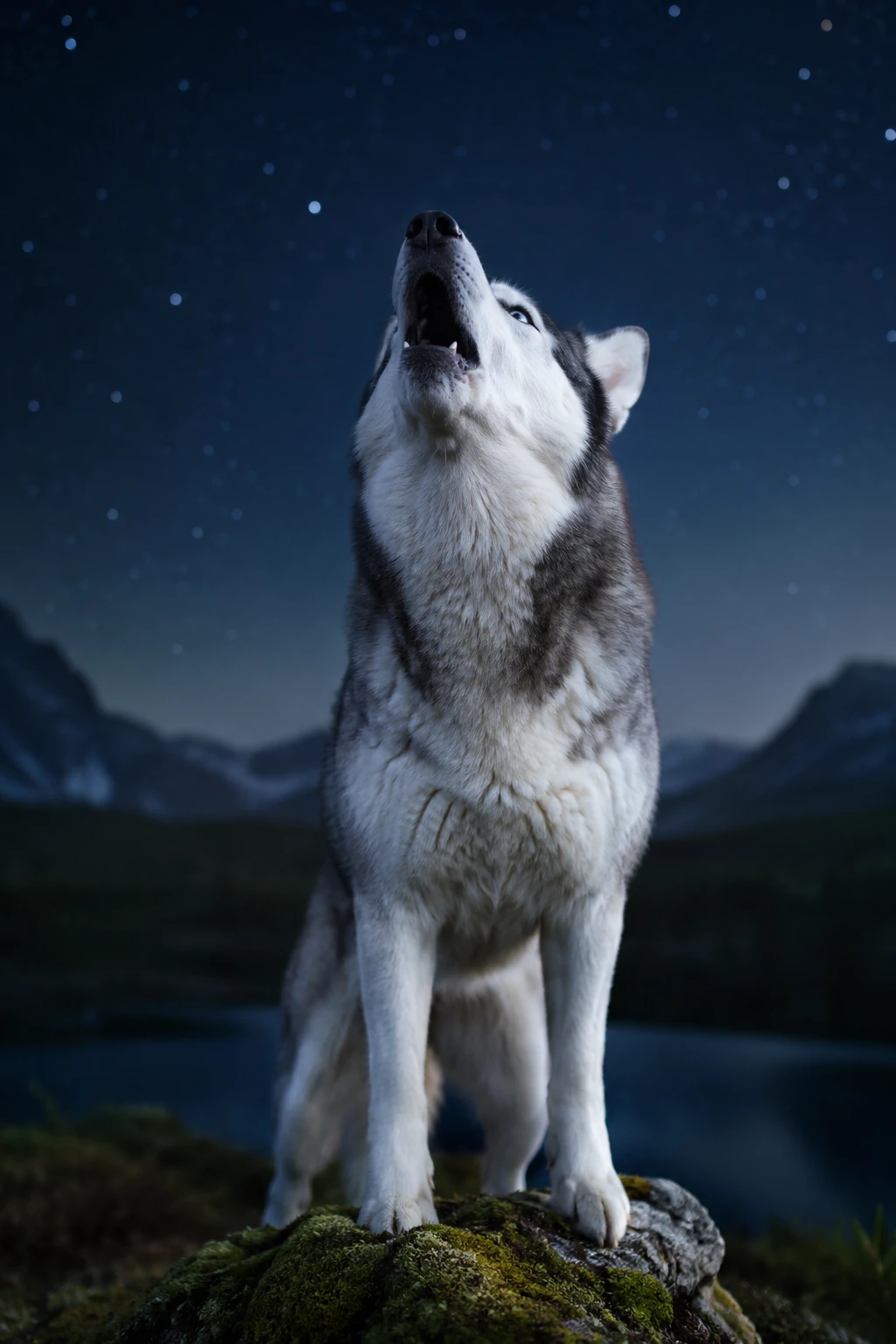 Husky siberiano che ulula su roccia muschiosa sotto un cielo notturno stellato