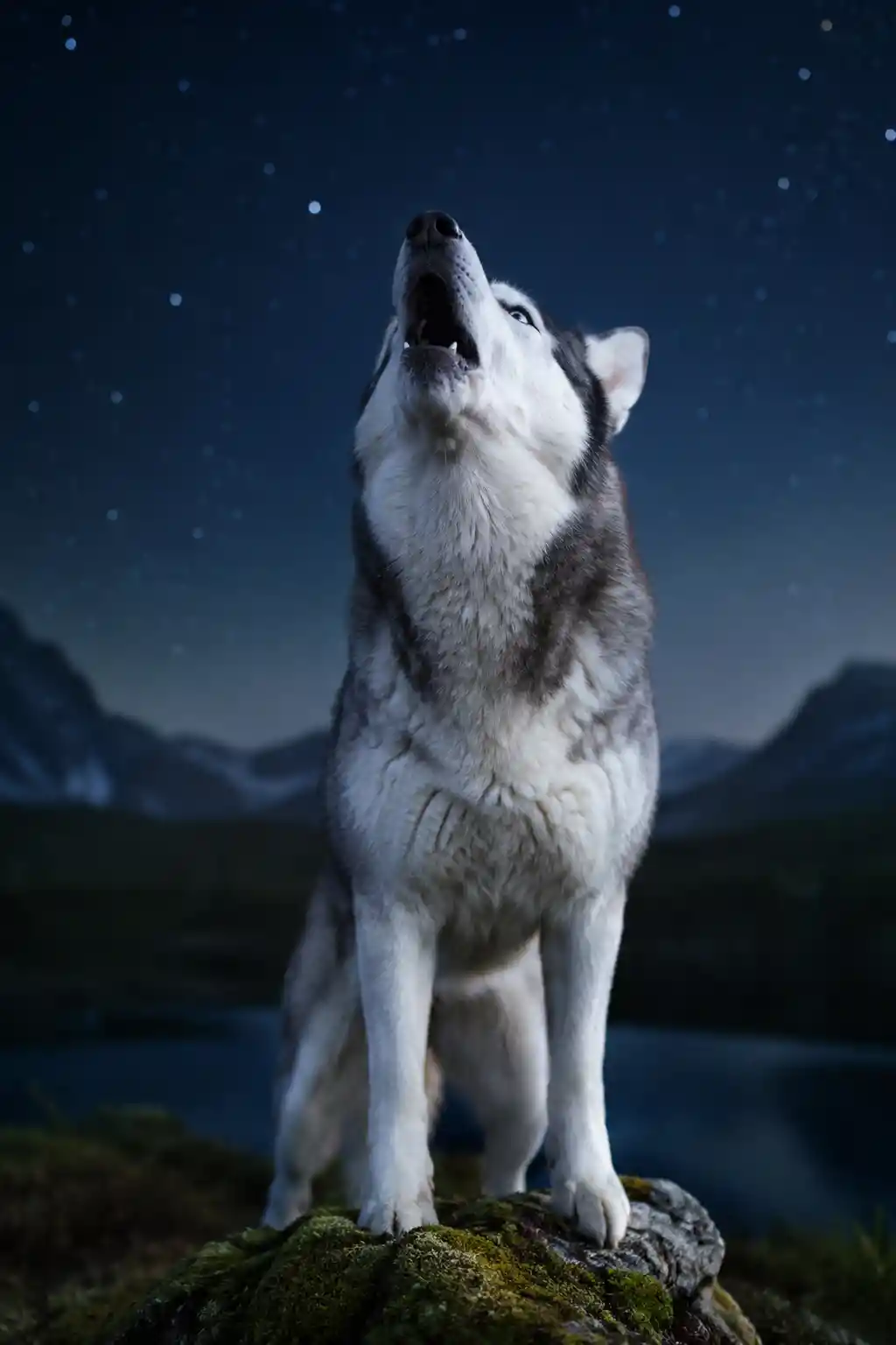 Husky siberiano che ulula su roccia muschiosa sotto un cielo notturno stellato