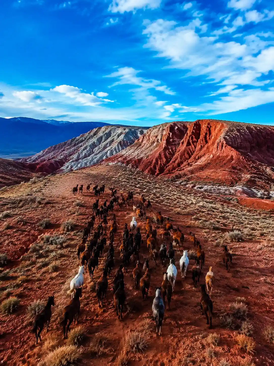 Aerial herd of horses crossing rugged red mountain terrain