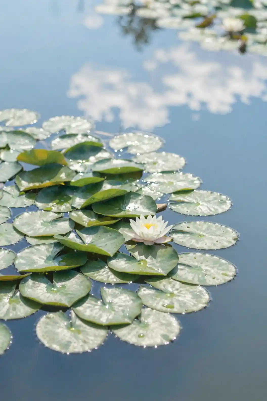 Low angle view from a lily pond toward sunlit summer sky