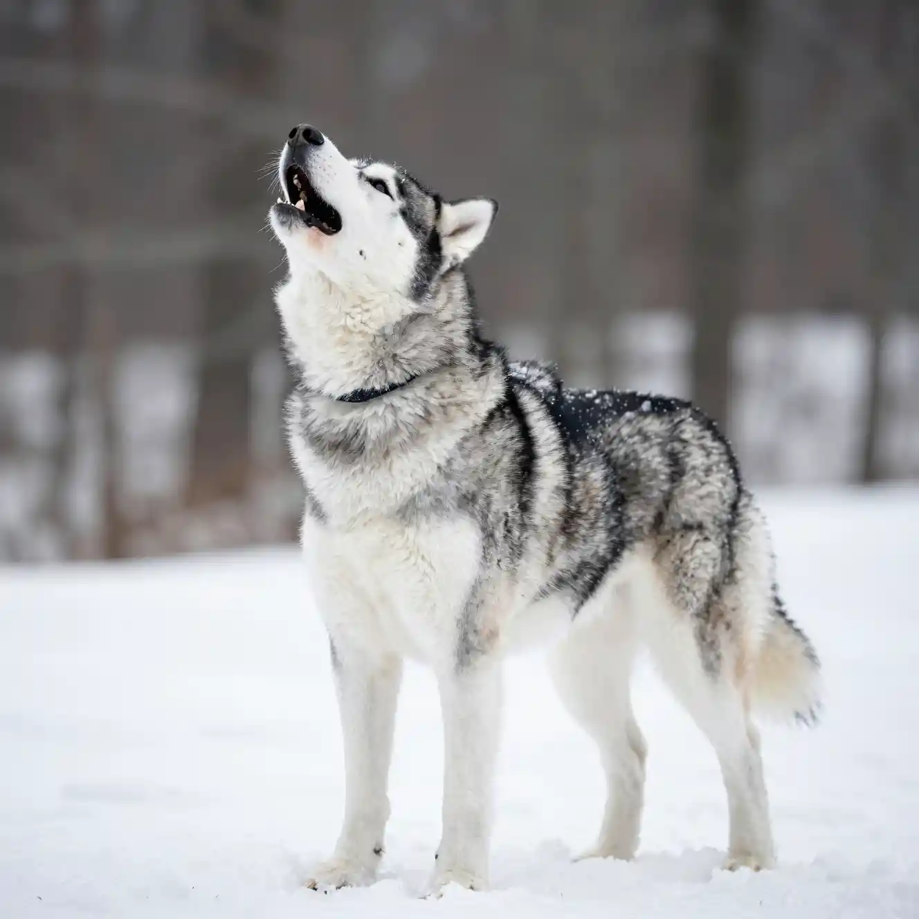 Siberian husky howling on a snowy cliff
