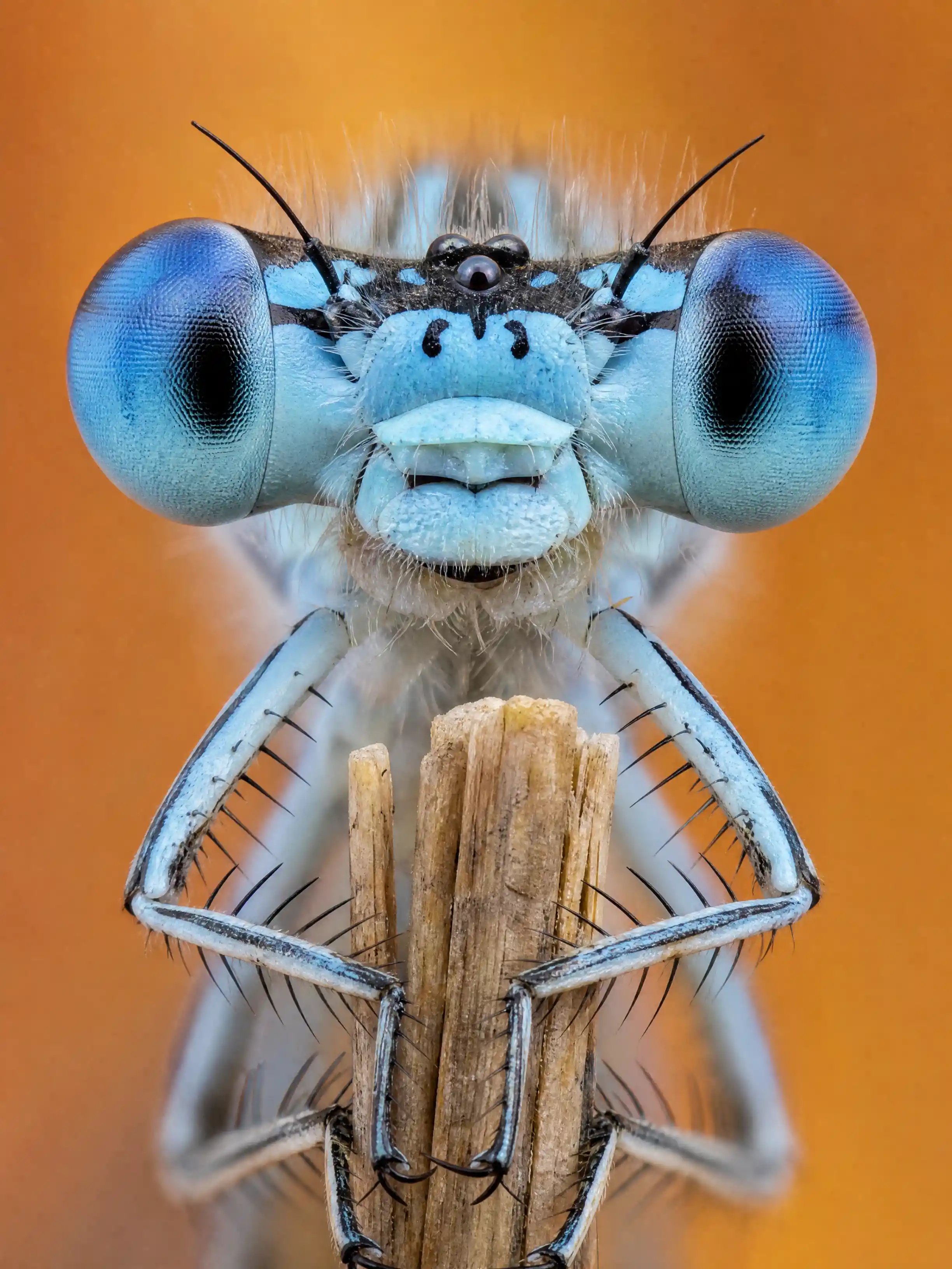 Makro-Porträt einer blauen Azurjungfer, die an einem Stängel klammert