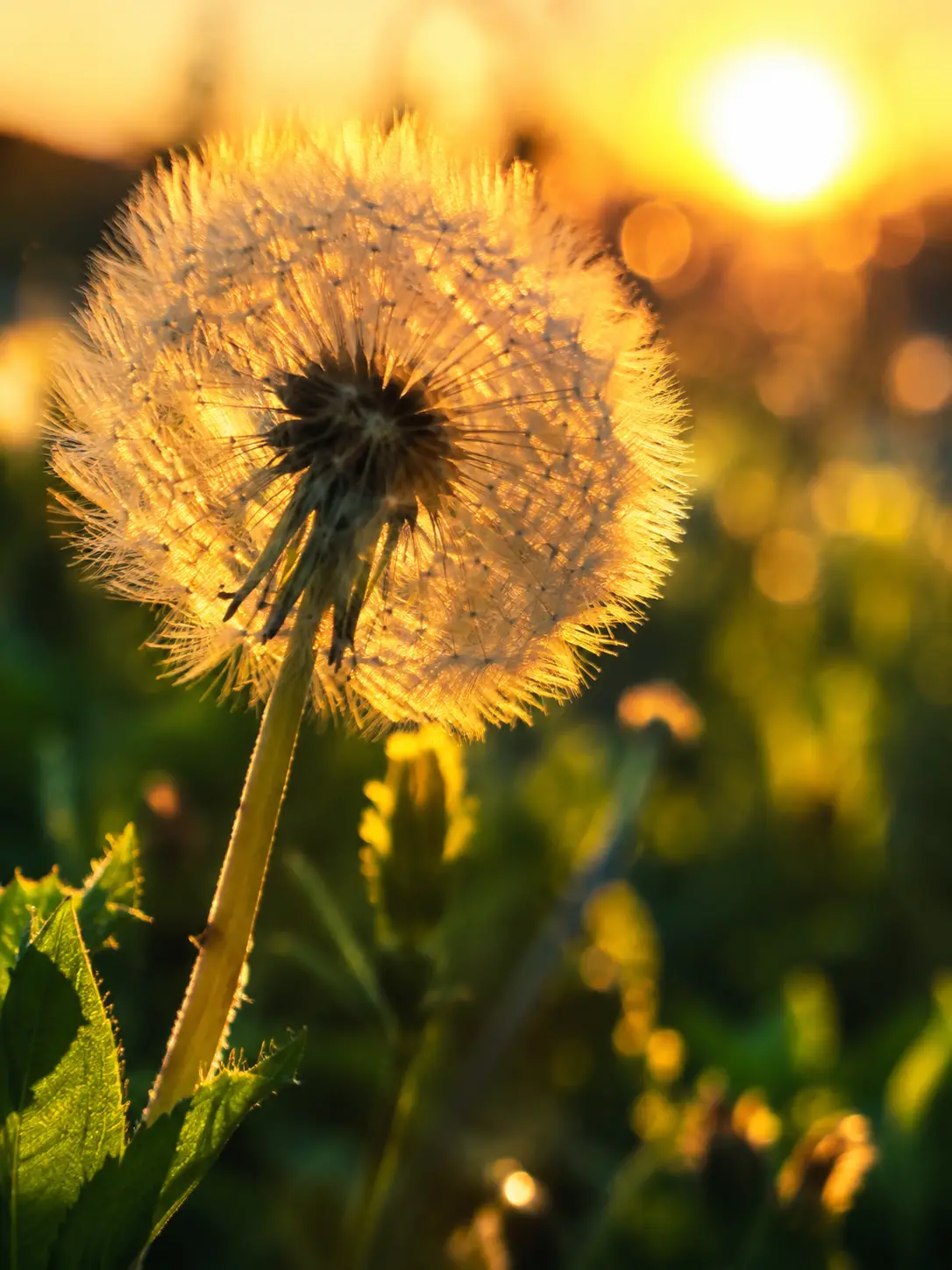 Nahaufnahme eines Löwenzahns mit Bokeh in der Goldenen Stunde