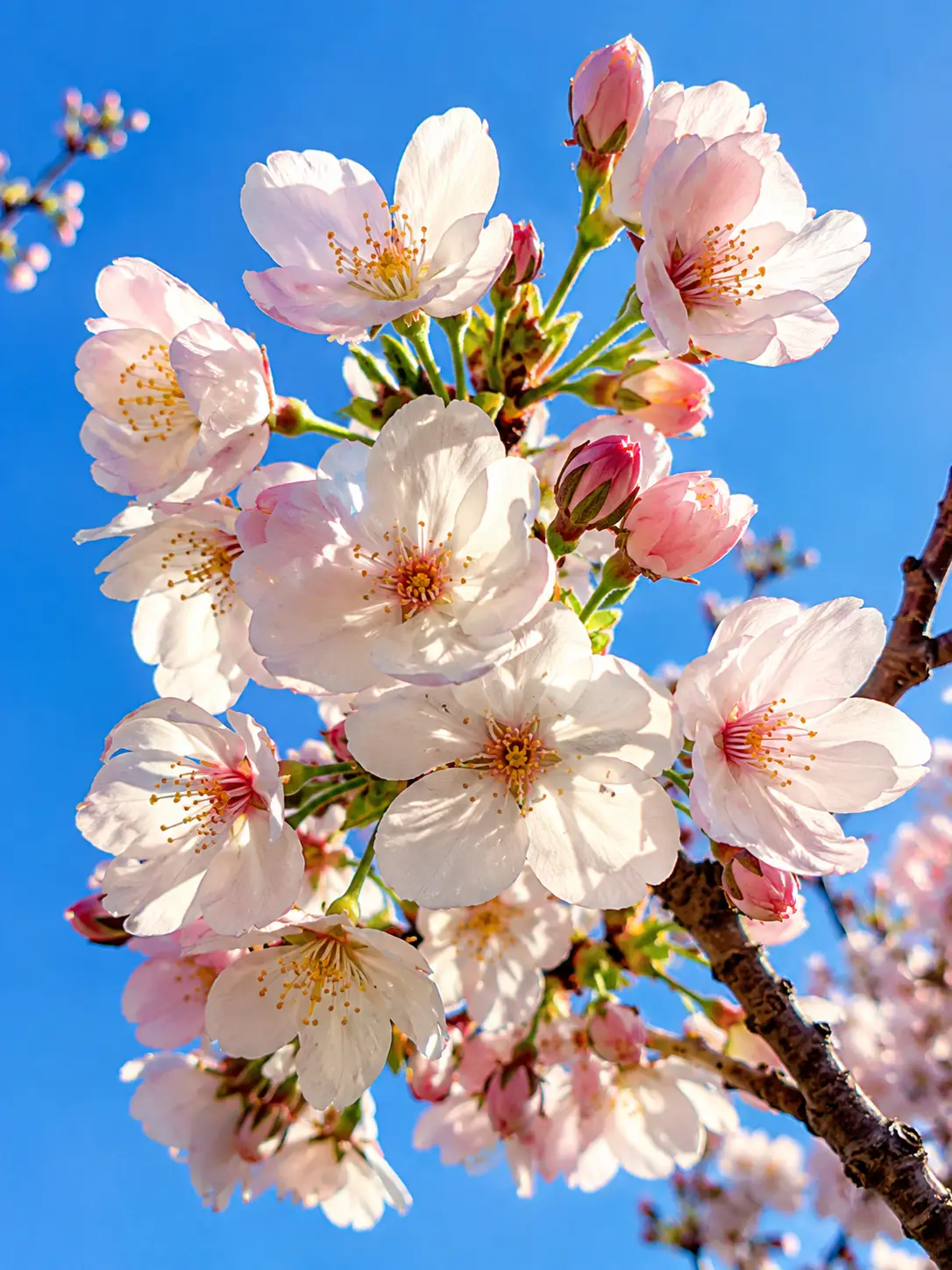 Spring blossom branch against clear blue sky in soft light