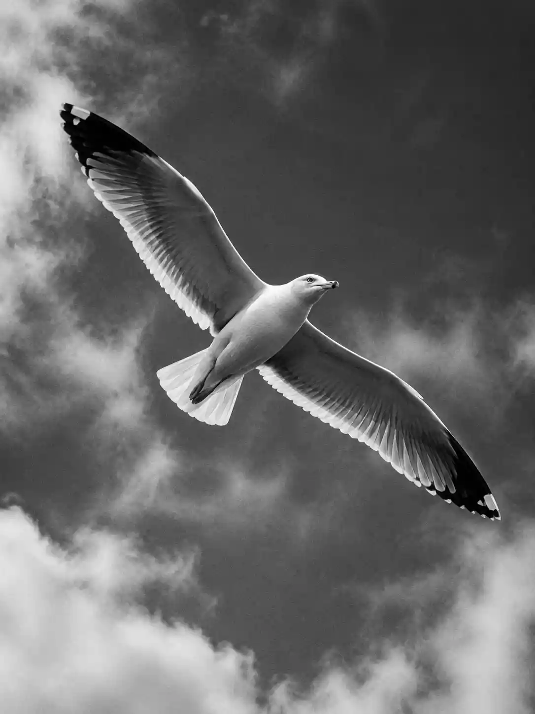 Black and white seagull soaring gracefully in the sky