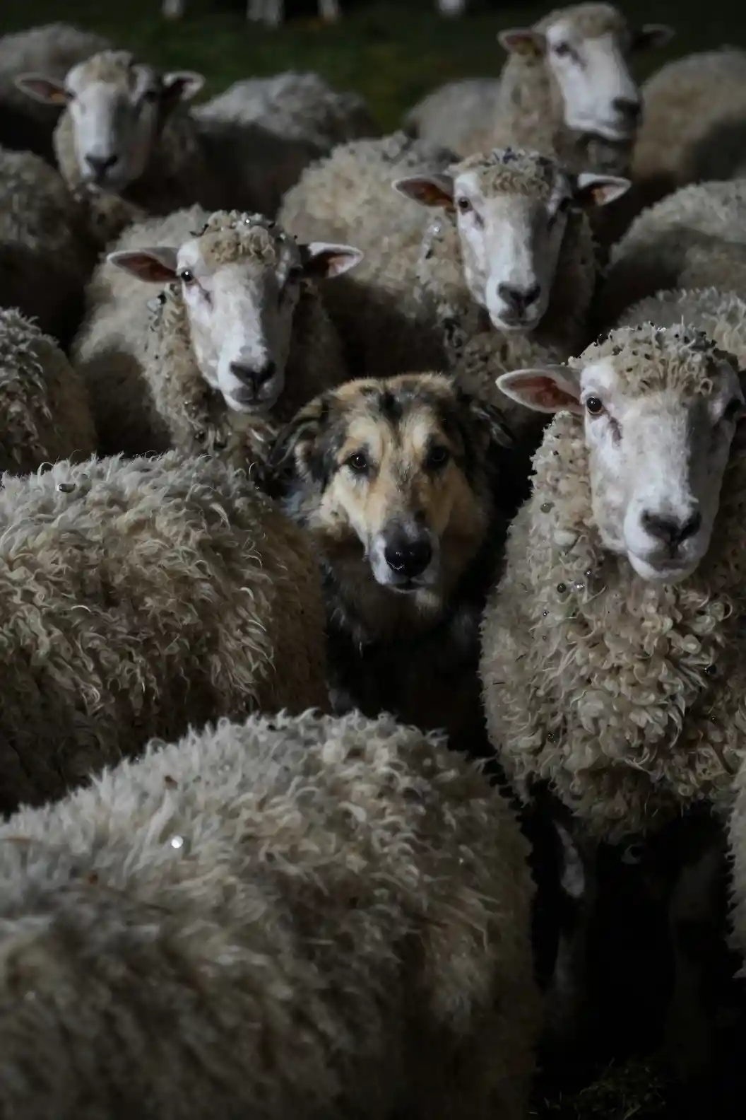 Shepherd dog emerging from a flock of sheep at night