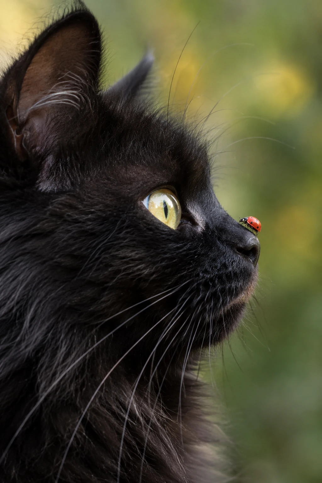 Gato negro esponjoso de perfil con una diminuta mariquita en la nariz
