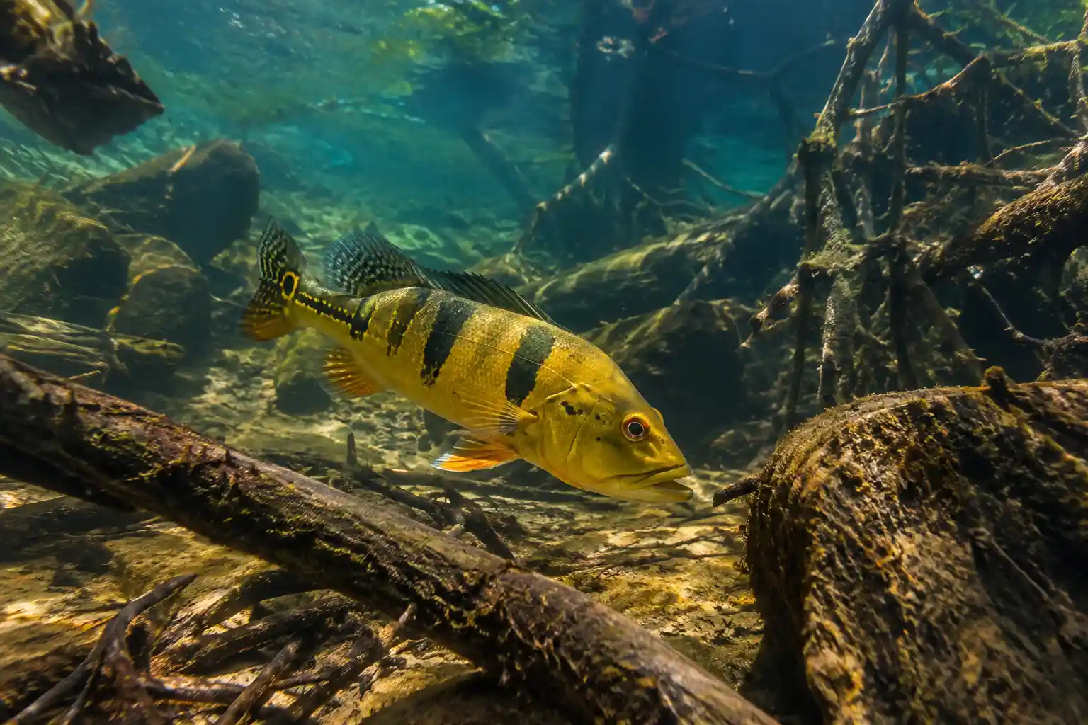 A peacock bass swims across the riverbed among scattered underwater obstacles
