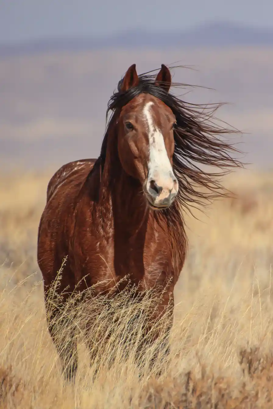 Wild horses run beneath clouds scattered by the wind