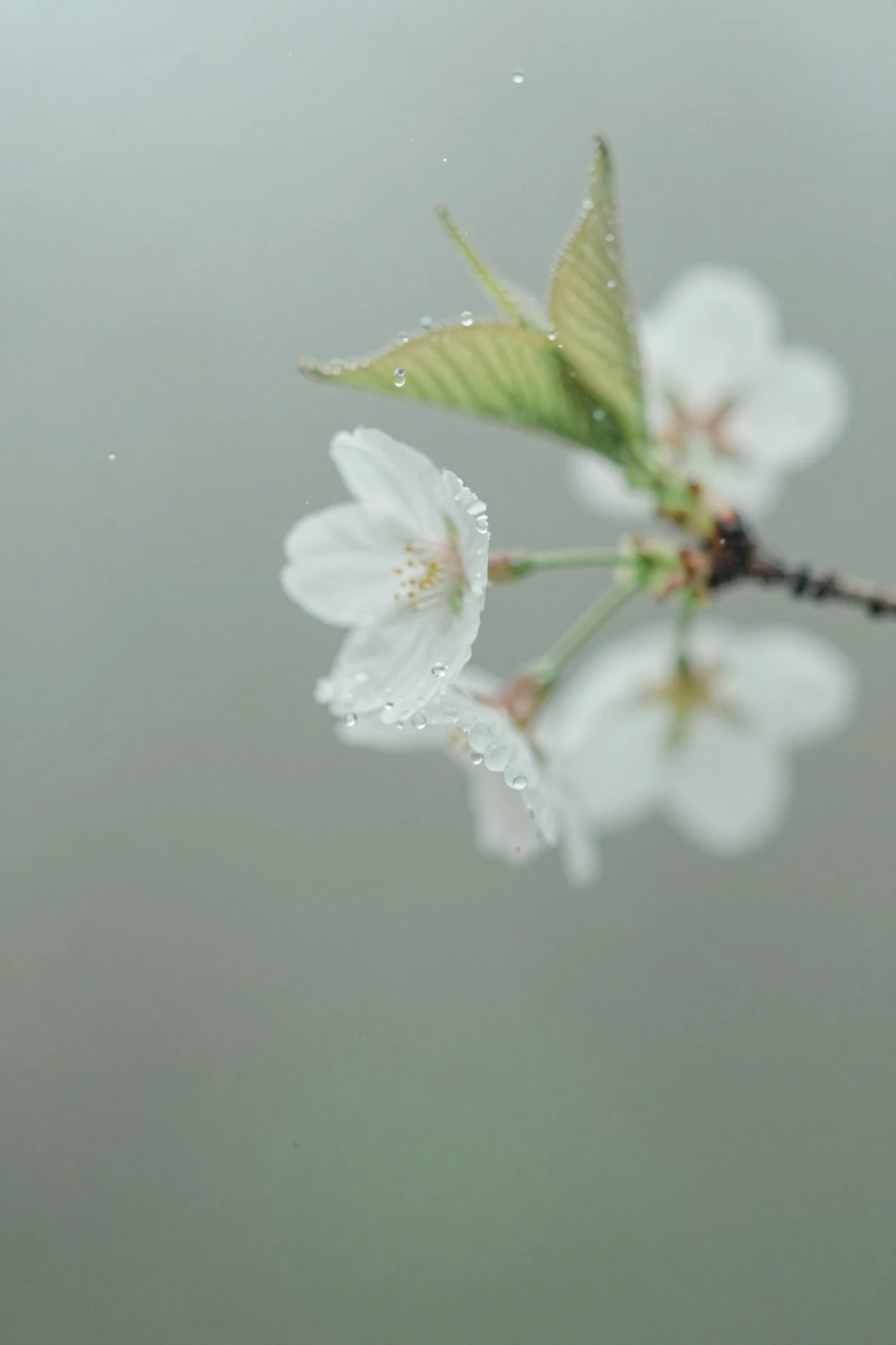 A cherry blossom bloom behind water-dappled frosted glass