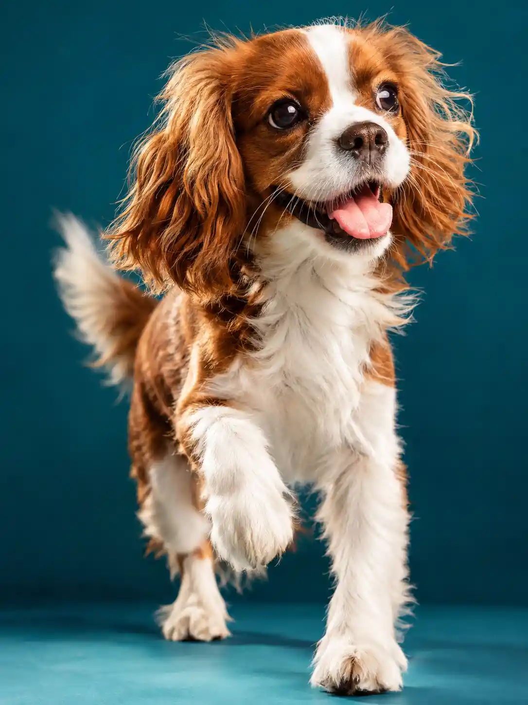 Un perro feliz capturado en plena acción en un retrato de estudio dramático