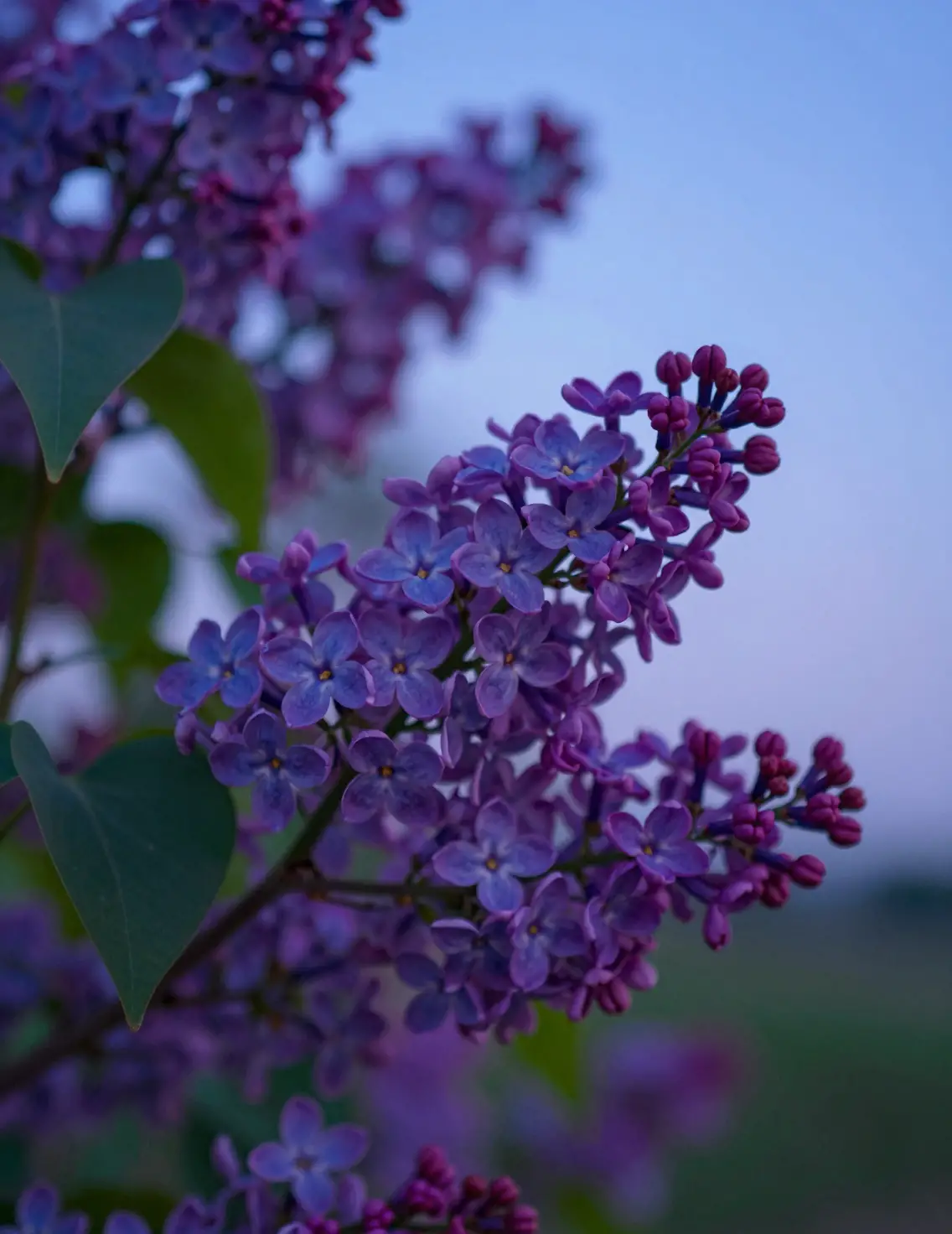Flores de lilás encontram o crepúsculo numa fusão de tons roxos e azuis