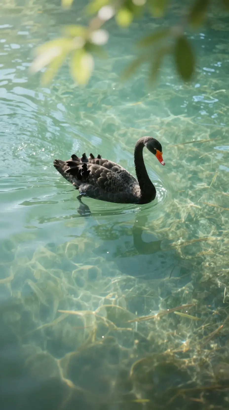 A black swan glides across a clear turquoise lake beneath sunlit leaves