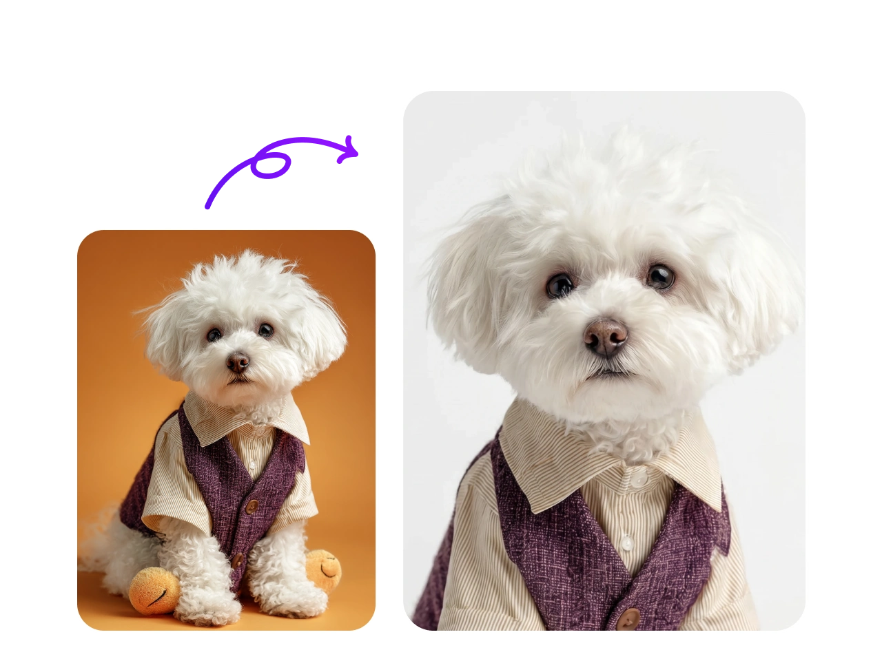 a cute passport photo of a dressed-up dog