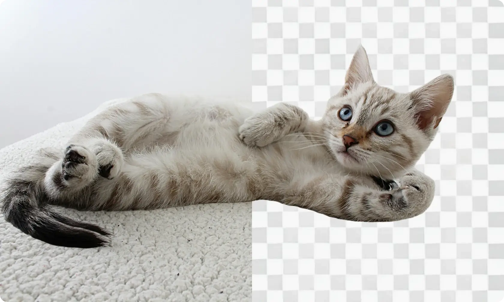 demostración del efecto de eliminación de fondo de gato
