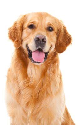 Reference image of a golden retriever used to test Dreamina AI Image-to-Video consistency.