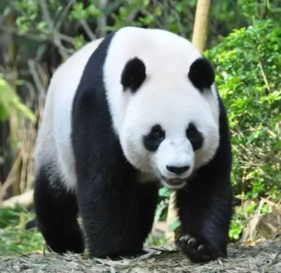 a cute ai panda image