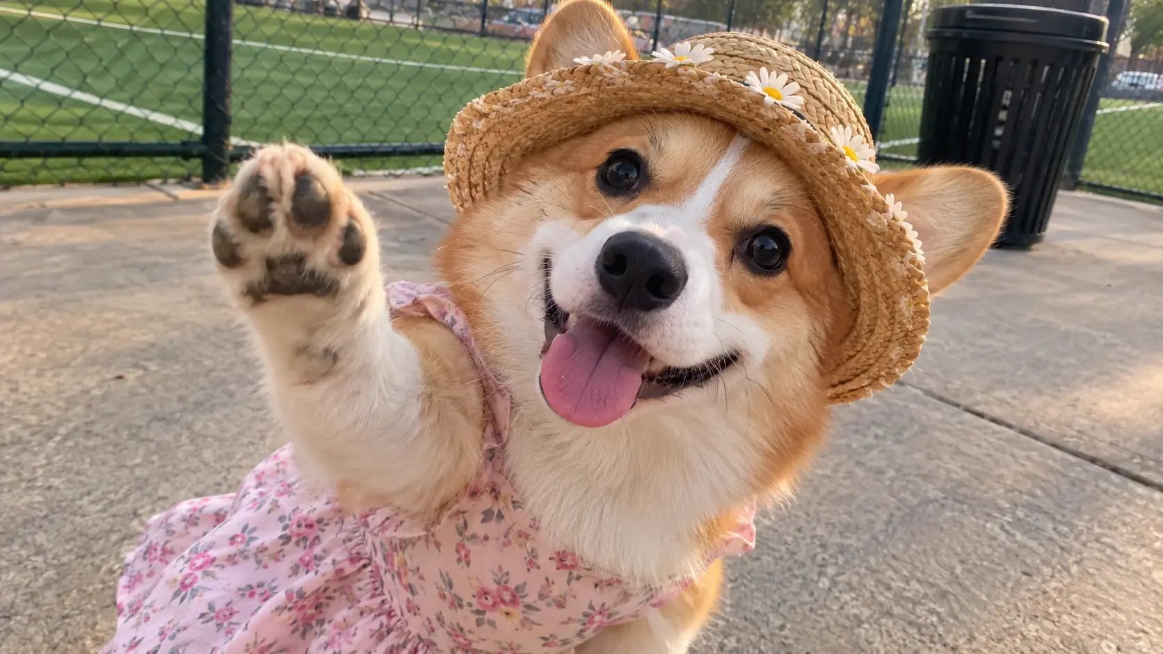 “I Wanna Love You” pet video featuring a Corgi wearing a dress 